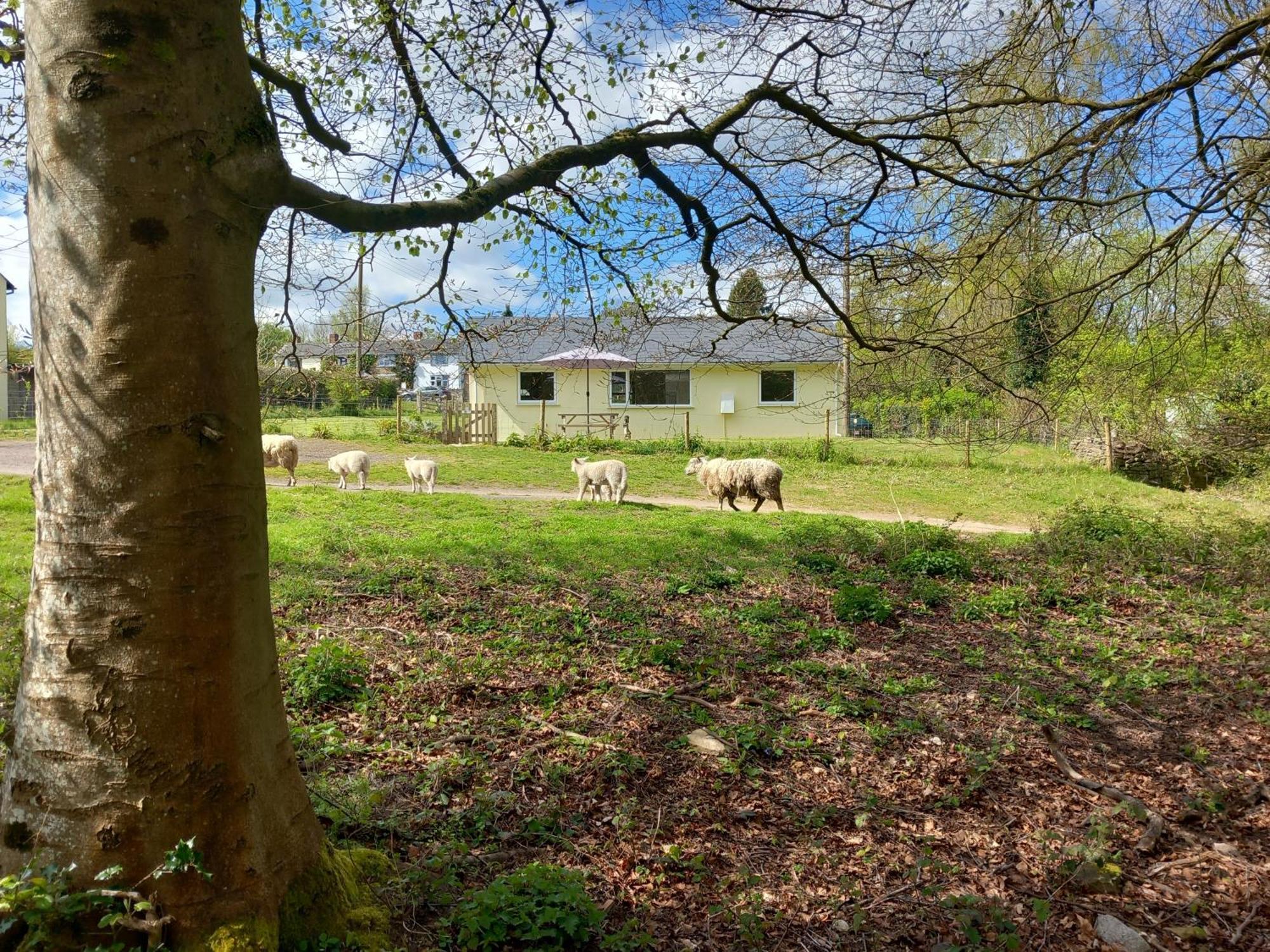 The Bungalow, Forest Of Dean Coleford  Exteriér fotografie